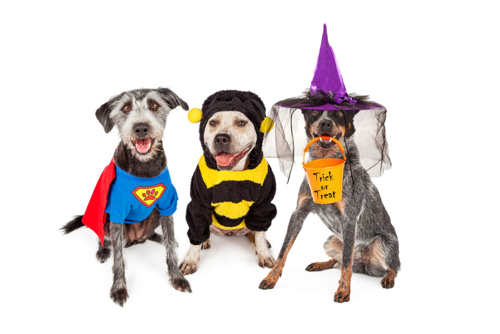 pets in Halloween costumes